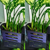 Plant Holder - Hang on Back Aquaponics
