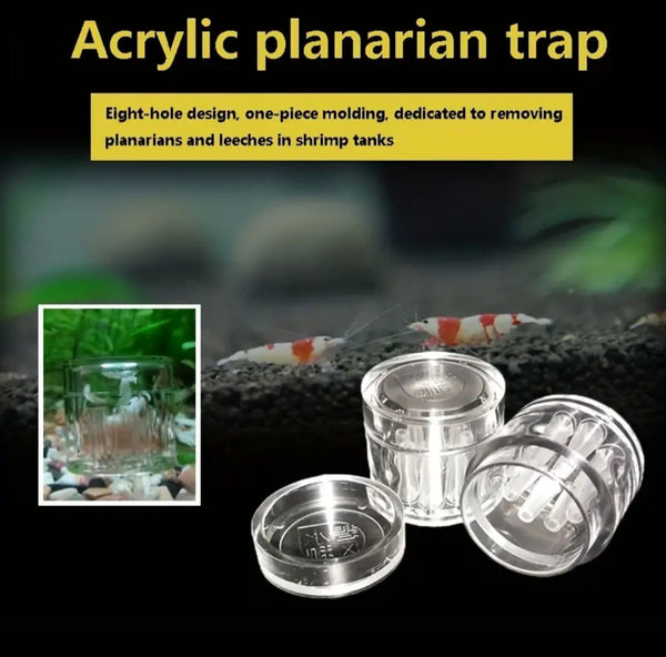 Acrylic 8-Hole Planaria Catcher