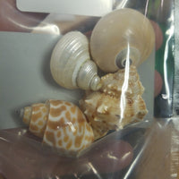 Hermit Crab Shells - Size: Small Quantity: 4 Shell Pack