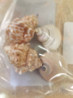 Hermit Crab Shells - Size: Small Quantity: 4 Shell Pack