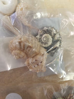 Hermit Crab Shells - Size: Medium Quantity: 3 Shell Pack
