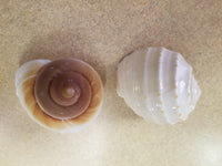 Hermit Crab Shells - Size: X-Large Quantity: 1 Shell Pack