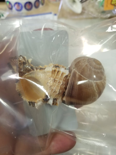 Hermit Crab Shells - Size: Large Quantity: 2 Shell Pack