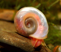 Snails - Ramshorn and Feeder Snails (Feed Puffers, Loaches, Cichlids)