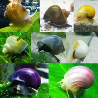 Snail - Mystery Snail - Assorted (Nickle to Quarter Size)