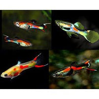 Endlers - Assorted Colors