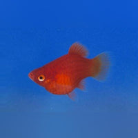 Platy - Teacup Dwarf Red Coral