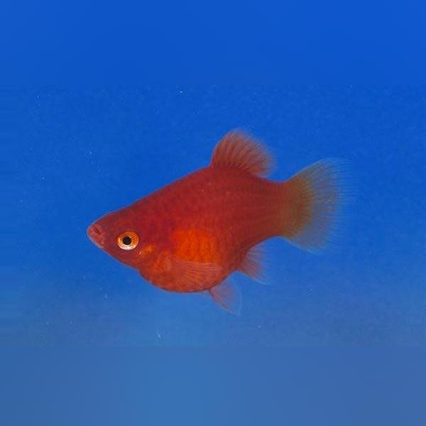 Platy - Teacup Dwarf Red Coral