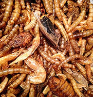 Guppy Barn Aquatics - DEVOUR Freeze Dried Insect Medley