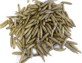 Guppy Barn Aquatics - DEVOUR Freeze Dried Sunworms (Whole)