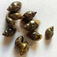 Snails - Ramshorn and Feeder Snails (Feed Puffers, Loaches, Cichlids)